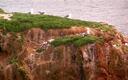 Bird rock at Point Lobos State Park.